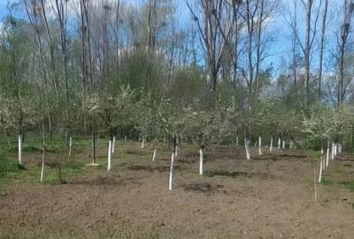 Casă în Osica de Sus - 4