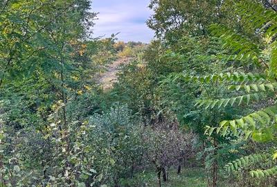 Teren agricol intravilan de 3500 mp, în Malu Mare