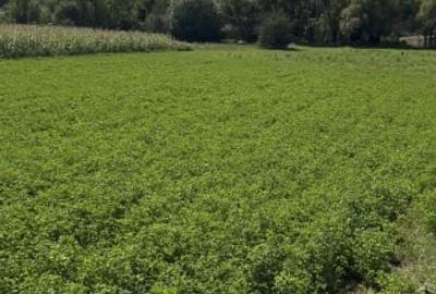 Teren intravilan 2.000 mp front 36ml Popesti Vale - 2