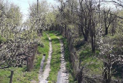 Casă cu 5 camere în Roșia de Amaradia - 3
