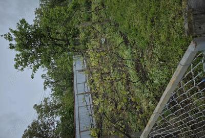 Casa cu anexe ?i padure - 9