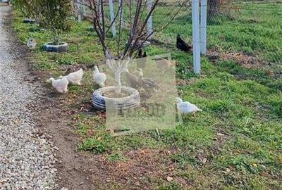 Gradina de vanzare cu apa si curent 700 mp in Sura Mare - 1