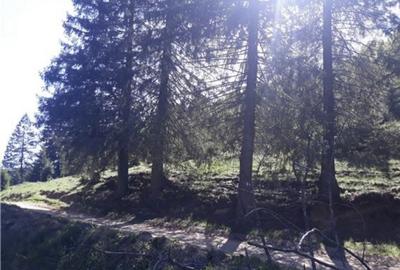 Teren de 4000 mp, în Poiana Brașov - 4