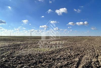 Teren 98.503 mp, intravilan, ideal parc fotovoltaic, Peciu Nou. - 1