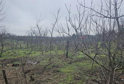 Casă cu 5 camere cu Teren 1964 Mp în Vâlcelele - 2