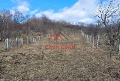 Casă cu Teren 2991 Mp în Cornu - 10