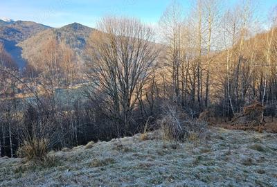 Teren de 10000 mp, în Poiana - 1