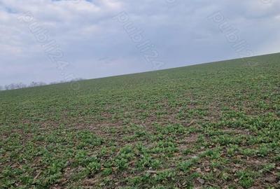 Teren de 23000 mp, în Petrăchioaia