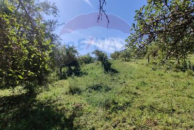 Teren Construcții intravilan de 3718 mp, în Remetea Chioarului - 6