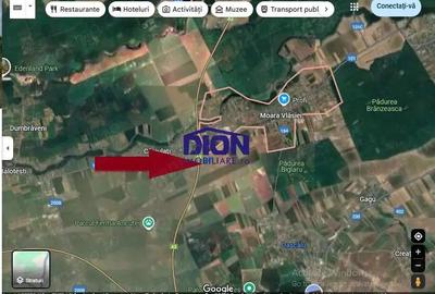 Teren Moara Vlasiei super pret, ideal pentru investitie - 2