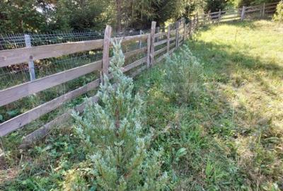 Teren cu autorizatie de constructie, 1130 mp in Muntele Rece - 7