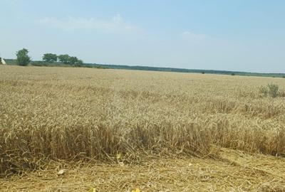 Teren Construcții intravilan de 17000 mp, în Tamași - 3