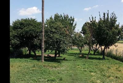 Casă cu 2 camere în Băilești - 5