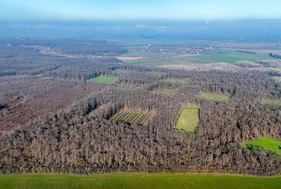 Teren de 16900 mp, în Grădiștea - 9