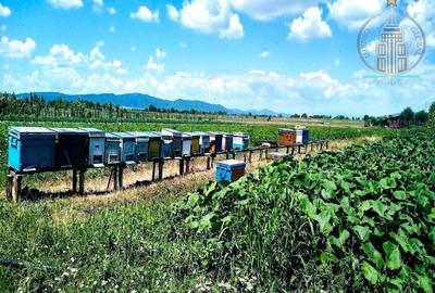 Investitie potential deosebit - Domeniu pe 20.400 mp teren intravilan, Brasov - 5