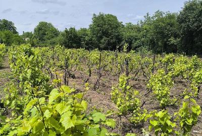 Teren de 1200 mp, în Valea Bisericii
