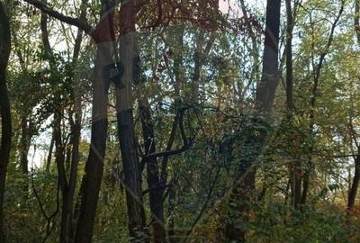 Teren de 15618 mp, în Sălard - 5