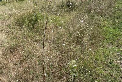 TEREN DE VANZARE DOMNESTI, 1200 MP, 600+600 - 4