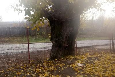 Teren de 2500 mp, în Băduleasa - 5
