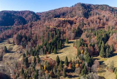 Teren Construcții extravilan de 20000 mp, în Siriu - 3