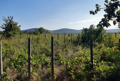 Casă în Enisala - 6