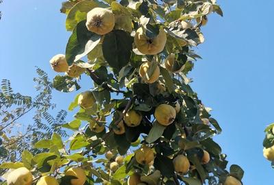 Cosereni, Ialomita - 16