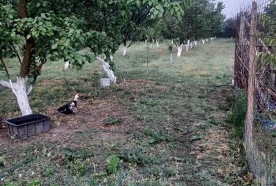 Buzau Glodeanu Sili?tea sat COTORCA, casa batraneasca caramida 3465m - 3