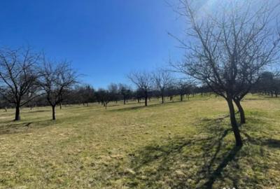 Teren în Satu Nou de Sus - 1