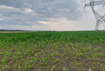 Teren agricol extravilan de 8877 mp, în Exterior Nord - 6