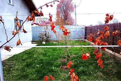 Casă cu 2 camere cu Teren 1290 Mp în Mitocu Dragomirnei - 2