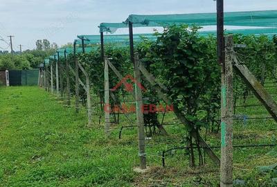 Teren extravilan in Baicoi 10.000mp plantatie mure --80.000e - 12