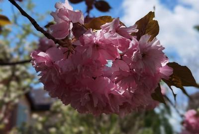 Iancu Nicolae - Vila INDIVIDUALA în apropiere de British School - 32