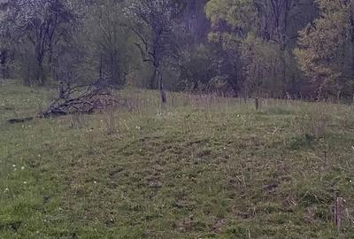 Teren de 2252 mp, în Vișinești - 4
