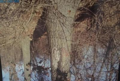 Teren de 10000 mp, în Corcova - 2