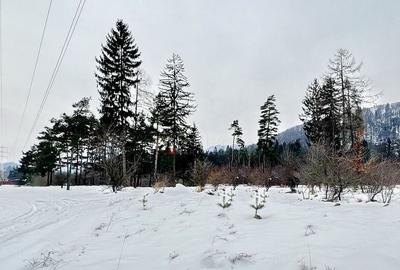 Teren intravilan - Sacele - Brasov - 16