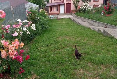 Casă cu 4 camere cu Teren 500 Mp în Păltineni - 8