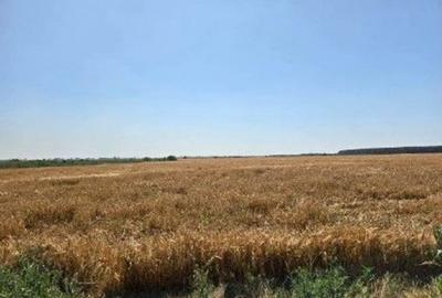 Teren de 1080 mp, în Măgurele - 3