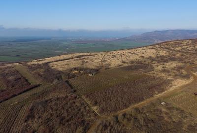 Vita-de-vie Premium  teren de 6800 mp în Covăsinț - 18