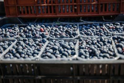 Teren agricol extravilan de 27720 mp, în Vest - 11