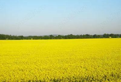 Judetul Dambovita, teren agricol - 3