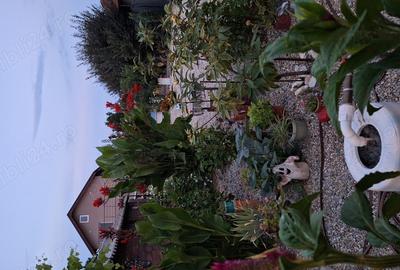 Casă cu 6 camere cu Teren 1412 Mp în Palazu Mare