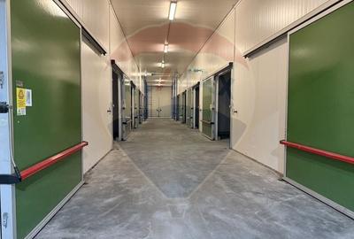 Proprietate specială, de 430,000 mp, în Adunații-Copăceni - 3