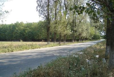 Teren Extravilan langa padure, Gruiu, Snagov - 3