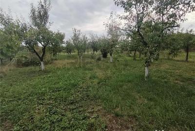 Casă cu 5 camere cu Teren 1550 Mp în Suplacu de Barcău - 14