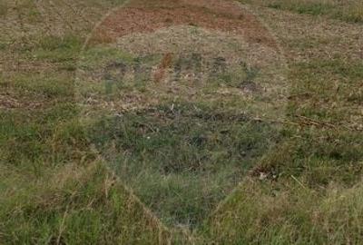 Teren agricol extravilan de 3000 mp, în Sântion - 2