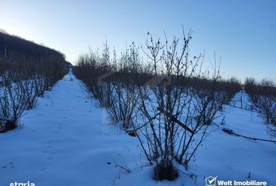 Spațiu comercial, în Berchieșu - 7