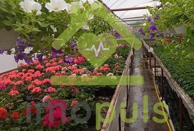 ? Teren intravilan in Jupani (Timis), 10,19 Euro/mp.? - 1