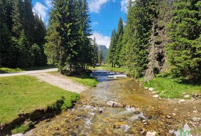 Teren de 6000 mp, în Dobrești - 8