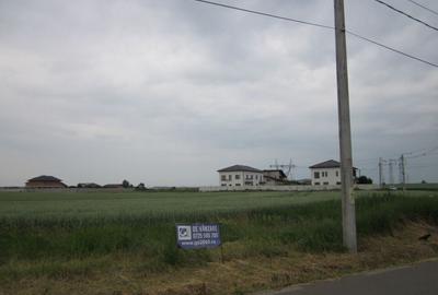 Domnesti-Narciselor - 14