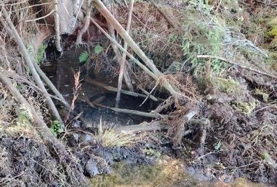 Teren 31,461mp Panaci / Prelungirea Ialovita - 30